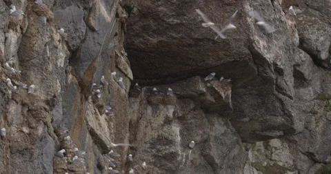 Kittiwakes Fly Around Ledge Nests Video stock 54702011