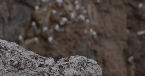 Kittiwakes on Nest - Rack Focus Stock Footage 54699506