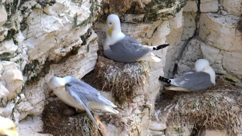 Kittiwakes nesting on Bempton Cliffs, in springtime. Stock Footage 321461654