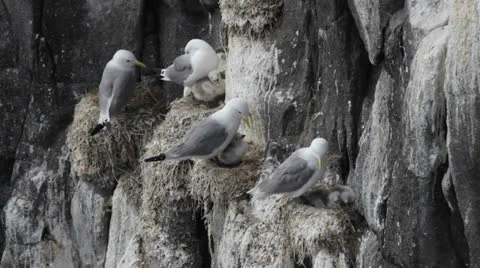 Kittiwakes nesting on cliff face, Isle of May, Scotland Video stock 25442070