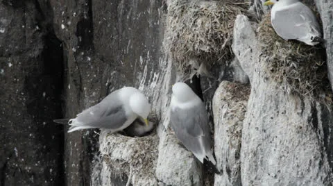 Kittiwakes nesting on cliff face, Isle of May, Scotland Video stock 25442132