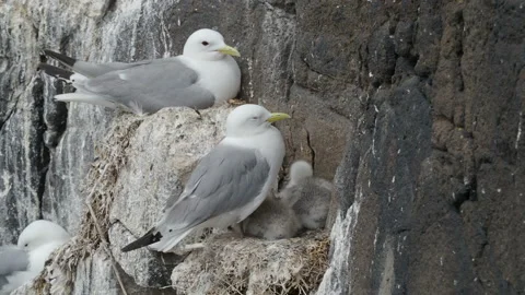 Kittiwakes nesting on cliff face, Isle of May, Scotland Video stock 157988840