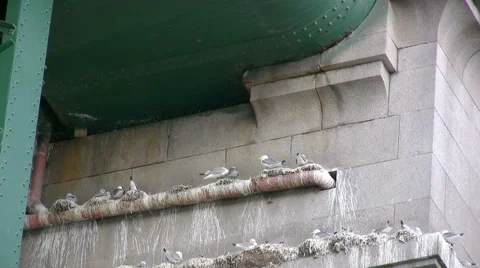 Kittiwakes nesting under the Tyne Bridge, Newcastle. Vidéo 40664445