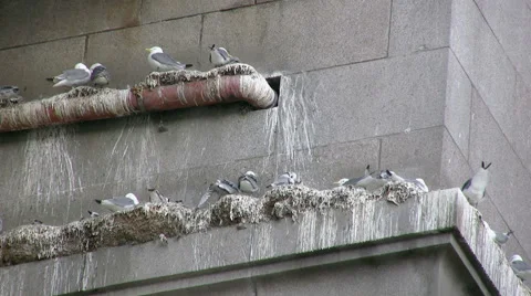 Kittiwakes nesting under the Tyne Bridge, Newcastle. Stock Footage 40664457