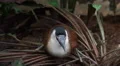 Kittlitz Sand Plover bird sitting relaxed on jungle ground HD Footage