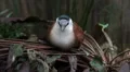 Kittlitz Sand Plover bird sitting relaxed on jungle ground HD Footage