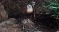 Kittlitz Sand Plover bird standing relaxed on jungle ground 4k or 4k+ Resolution