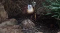 Kittlitz Sand Plover bird standing relaxed on jungle ground HD Footage