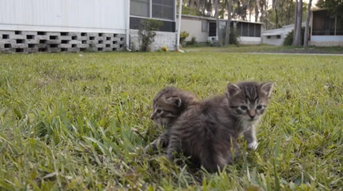 Kitttens in grass Stock Footage 37866676