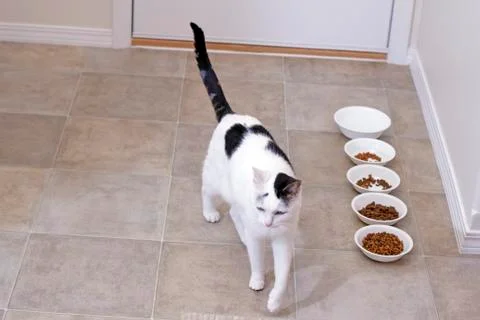 Kitty after eating Stock Photos