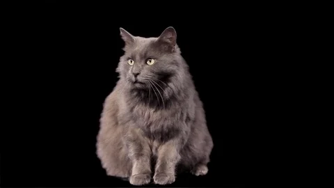 Kitty on Alpha Channel Stock Footage 76701339