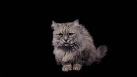 Kitty on Alpha Channel Stock Footage 76701375