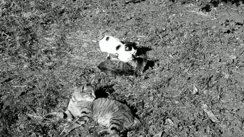 Kitty And Kittens Playing In The Yard On Grass At Black White Footage Stock Footage 92168007