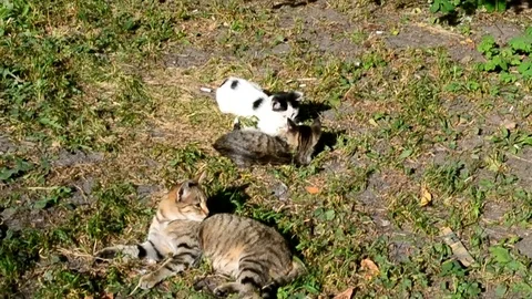 Kitty And Kittens Playing In The Yard Where Is Some Ecology Pollution Stock Footage 92178186