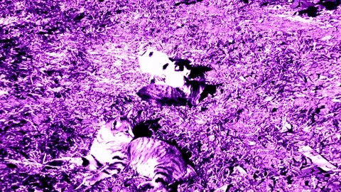 Kitty And Kittens Playing In The Yard On Grass In Violet Abstraction Stock Footage 92255372