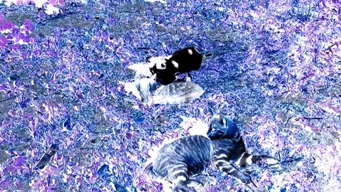 Kitty And Kittens Playing In The Yard On Grass In Abstract Colors Stock Footage 92255385