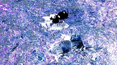 Kitty And Kittens Playing In The Yard On Grass In Abstract Footage Stock Footage 92255418