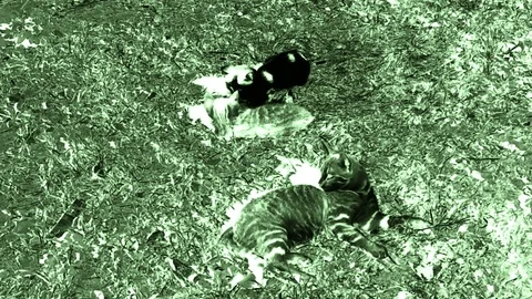 Kitty And Kittens Playing In The Yard On Grass In Green Lights Stock Footage 92255439