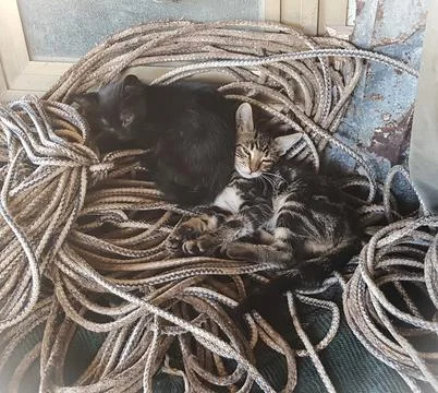 Kitty and rope Foto stock