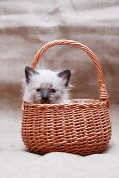 Kitty In Basket Stock Photos