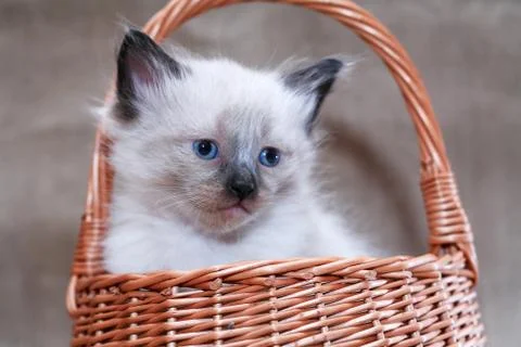Kitty In Basket Stock Photos