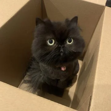 Kitty in a Box Stock Photos