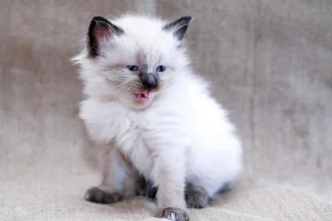 Kitty On Canvas Stock Photos