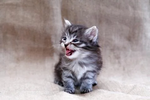 Kitty On Canvas Stock Photos