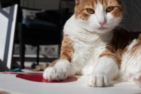 Kitty cat with an attitude looking directly at camera Stock Photos