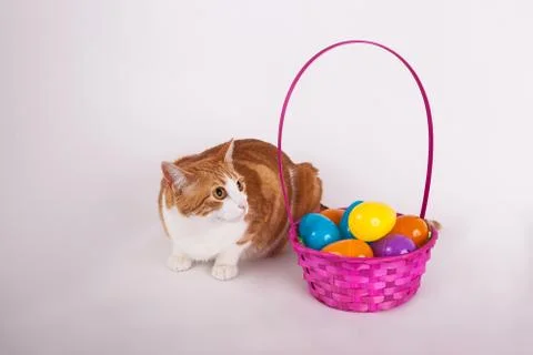 Kitty cat with a colorful Easter egg basket Stock Photos