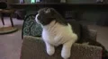 Kitty Cat Perched On Cat Tree HD HD Footage