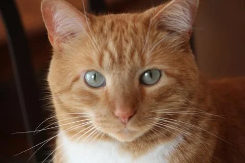 Kitty Cat 写真素材