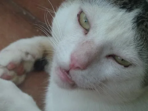 Kitty cat Stock Photos