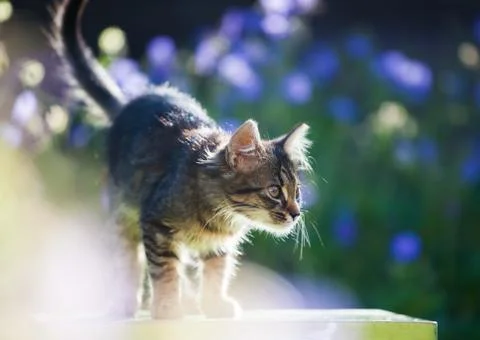 Kitty cat posing Stock Photos