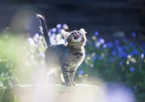 Kitty cat posing Foto stock
