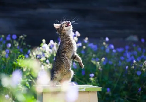 Kitty cat posing Stock-Fotos