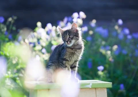 Kitty cat posing Stock Photos