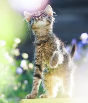 Kitty cat posing Foto stock