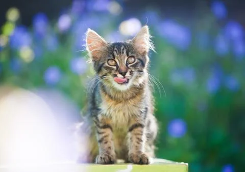 Kitty cat posing Stock Photos