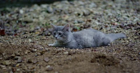 Kitty Cat at River Rocks Stockbeeldmateriaal 102332801