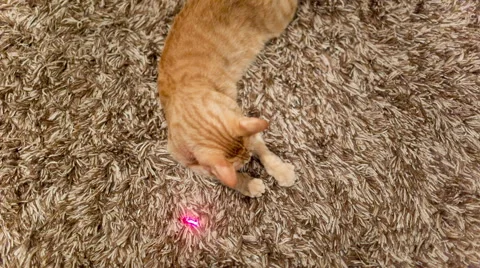Kitty Cat on Rug - Crazy Orange Tabby Having Fun Laser Pointer Lazer Toy Stock Footage
