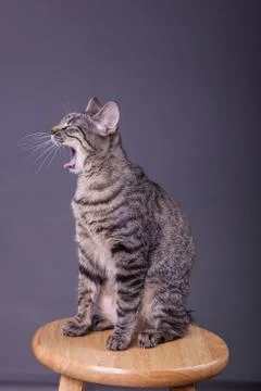 Kitty cat sitting up on stool yawning Stock Photos