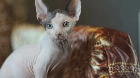 Kitty Cat Sphinx Sitting On A Bed In The Bedroom Stock Footage 54090244