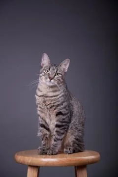 Kitty cat on a stool poseing for portraits Stock Photos