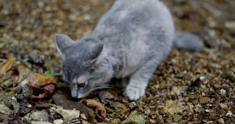 Kitty Cat In The Woods Stockbeeldmateriaal 102246256