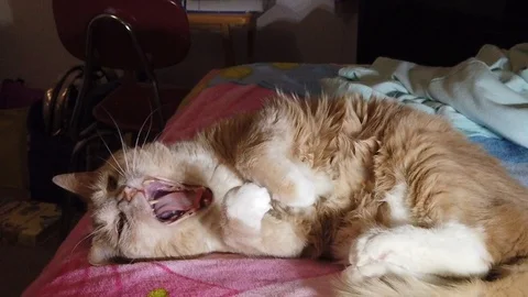 Kitty Cat Yawning Stock Footage 102167905