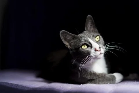 Kitty in chiaroscuro Stock Photos