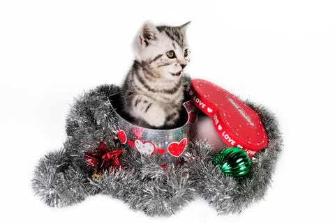 A kitty for Christmas. Foto stock