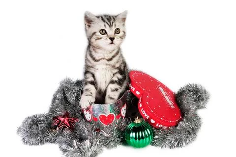 A kitty for Christmas. Stock Photos