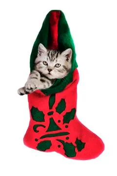 Kitty for Christmas. Stock Photos
